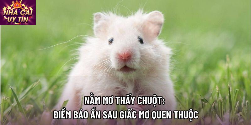 Nằm Mơ Thấy Chuột: Điềm Báo Ẩn Sau Giấc Mơ Quen Thuộc